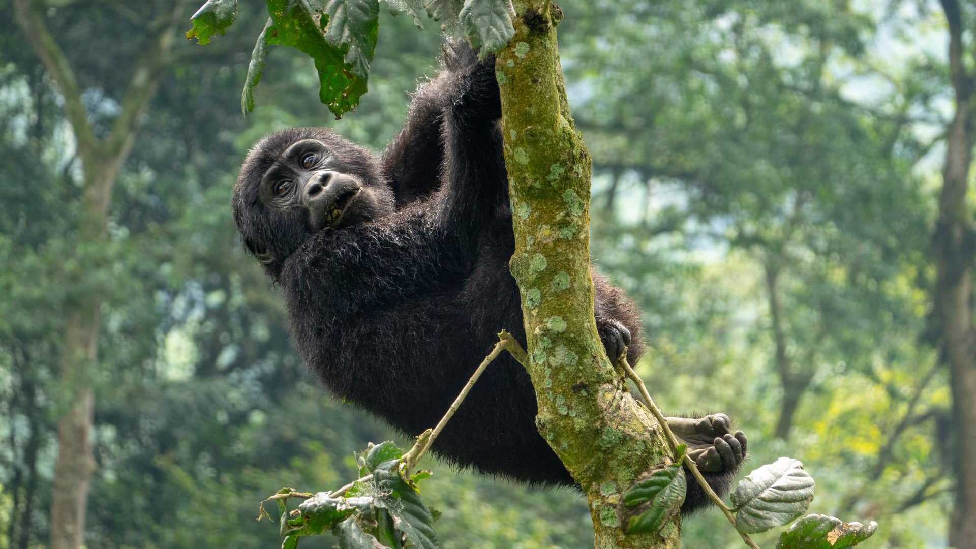 Gorilla,Trekking,In,Bwindi,Impenetrable,Forest,In,Uganda Safari in Uganda