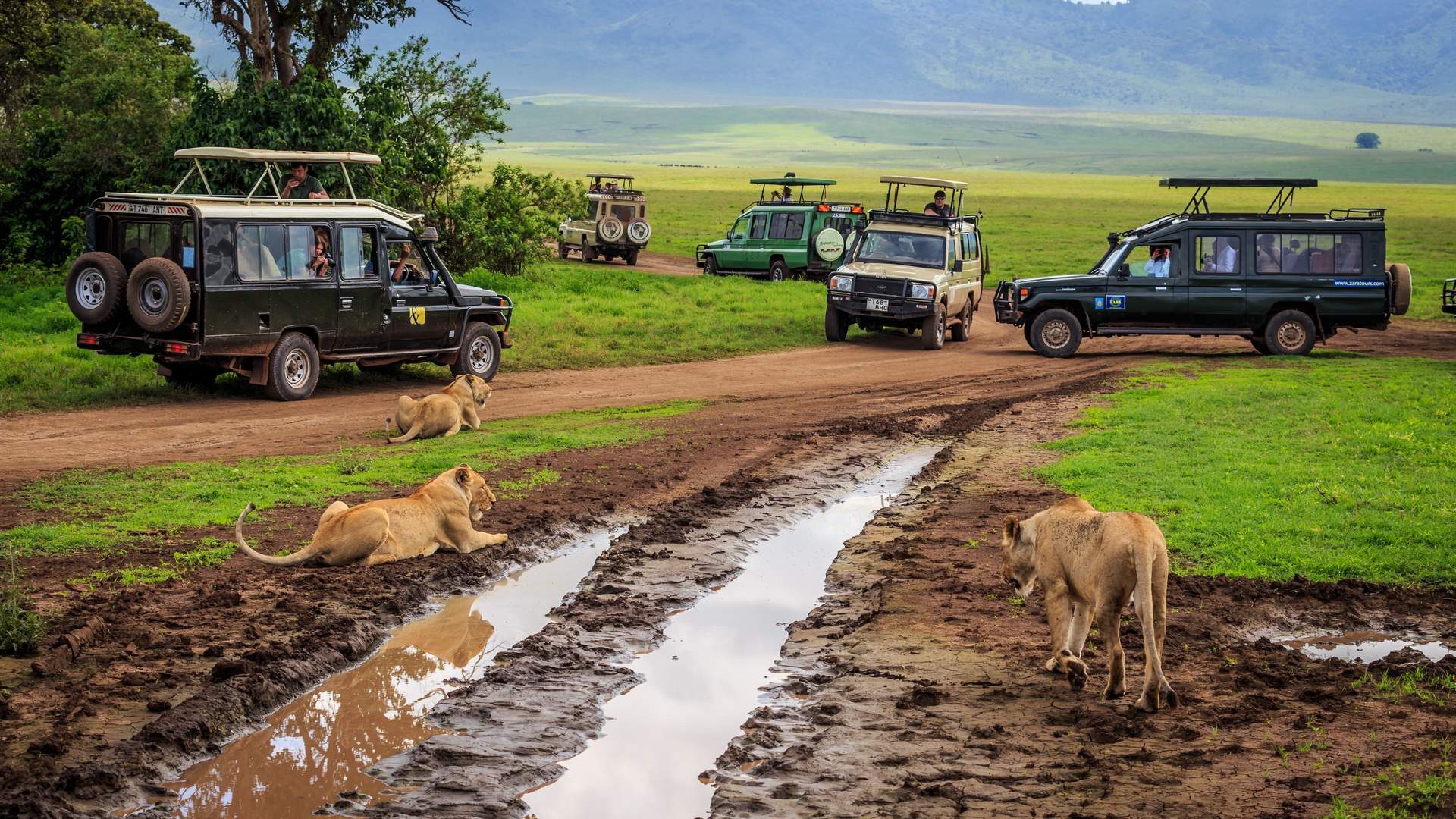 Ngorongoro,Tanzania,-,January,2:,Tourists,In,Cars,Watching,A Ngorongoro,Tanzania
