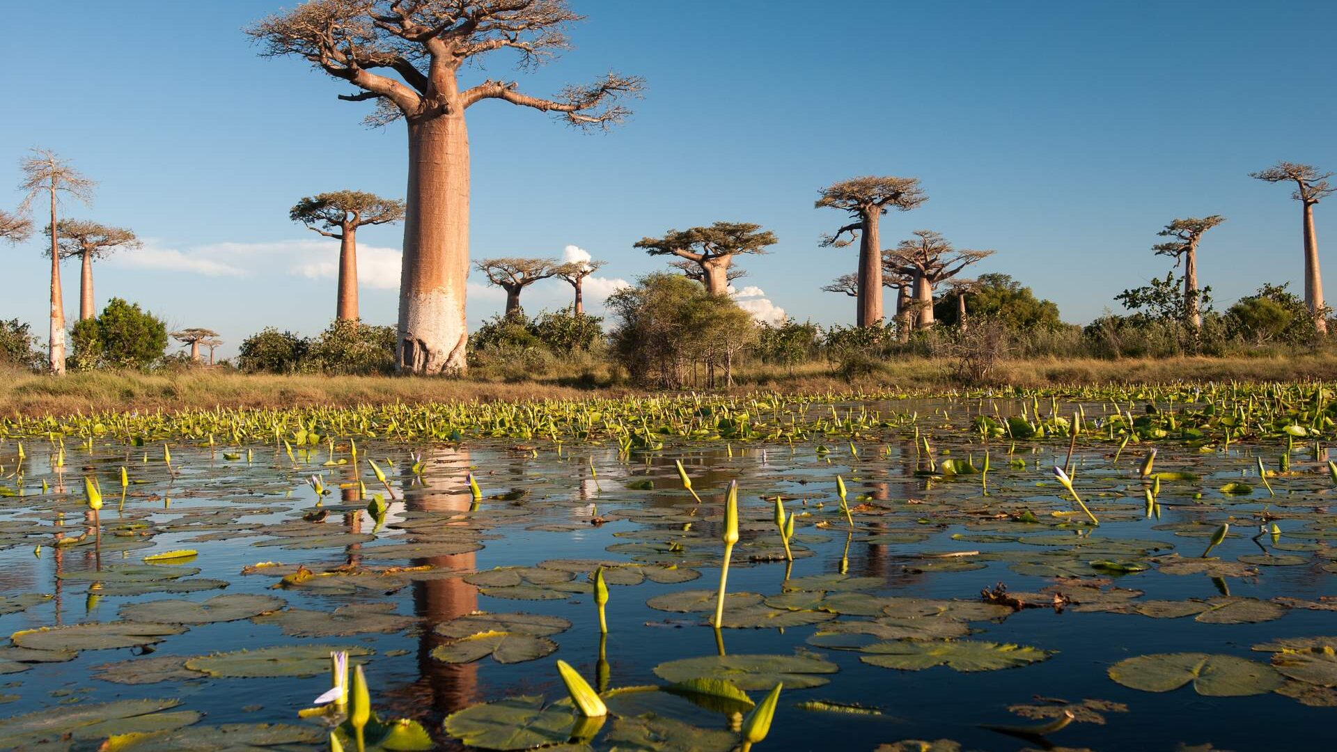 Madagascar safari